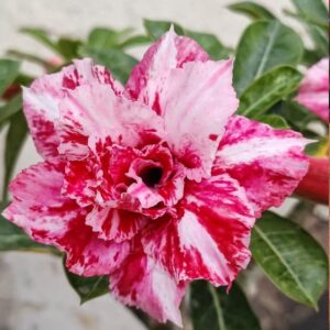 Podadinha - Rosa do Deserto SM1