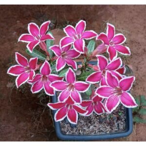 Pré Venda - Rosa do Deserto Estrelinha