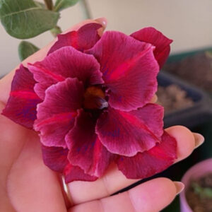 Pré Venda - Rosa do Deserto Neon