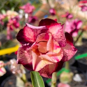 Pré Venda - Rosa Do Deserto Spartacus