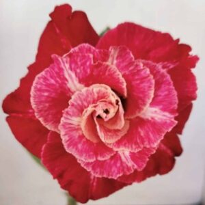 Pré Venda - Rosa Do Deserto LM 913