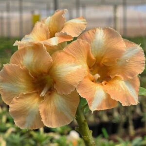 Pré Venda - Rosa Do Deserto CN 156