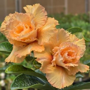 Pré Venda - Rosa Do Deserto CN 24