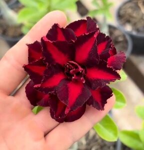 Pré Venda - Rosa Do Deserto Rubro Negro