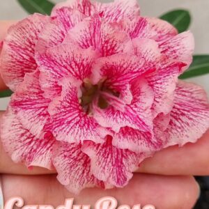 Pré Venda - Rosa Do Deserto Candy Rose