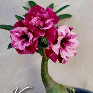 Pré Venda - Rosa Do Deserto Kiara