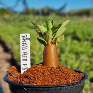 Arabicum Javali Red F3