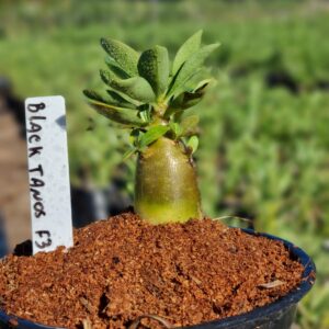 Arabicum Black Tanos F3