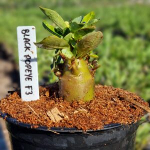 Arabicum Black Popeye F3