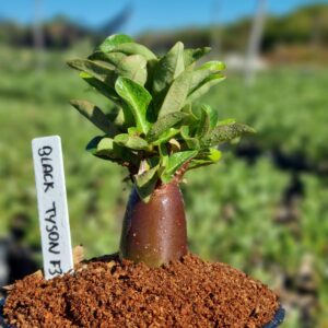 Arabicum Black Tyson F3