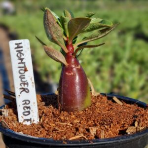 Arabicum Hightower Red F3