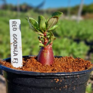 Arabicum Red Godzilla F3