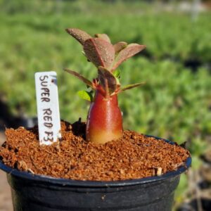 Arabicum Super Red F3