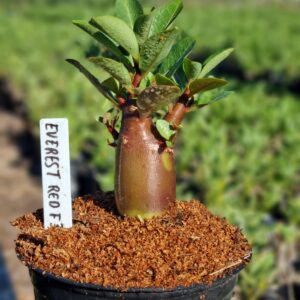 Arabicum Everest Red F3