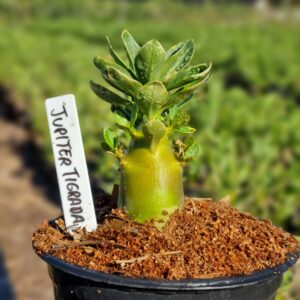 Arabicum Júpiter Tigrada F3