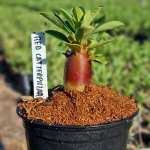 Arabicum Red Catterpillar F3