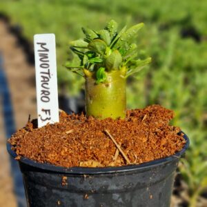 Arabicum Minotauro F3