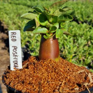 Arabicum Red Poseidon F3