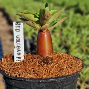 Arabicum Red Volcano F3