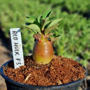 Arabicum Red Hulk F3