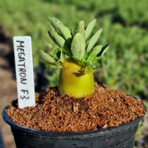 Arabicum Megatron F3