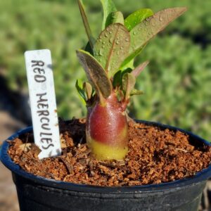 Arabicum Red Hércules F3