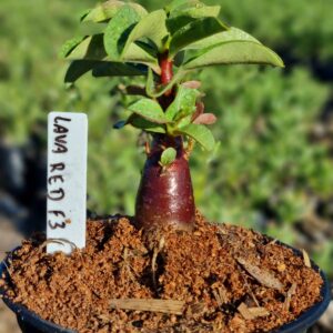 Arabicum Lava Red F3