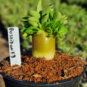 Arabicum Poseidon F3