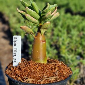 Arabicum Black Tiger F3