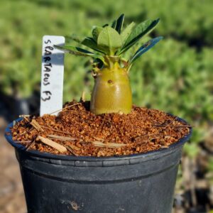 Arabicum Spartacus F3