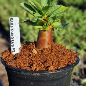 Arabicum Darckseid Red F3