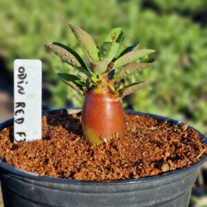 Arabicum Odin Red F3