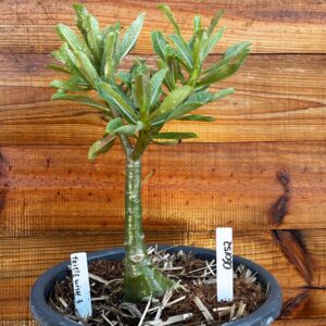 0601 52 Vaso 8 Litros Rosa do Deserto Triple Wish 3