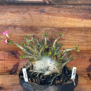 0801 01 Arabicum Spider - Adulta