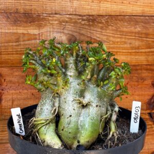 0801 03 Arabicum Caterpiler - Adulta