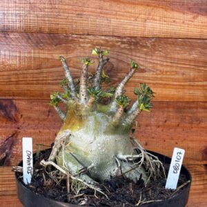 0801 07 Arabicum Dynamo  - Adulta