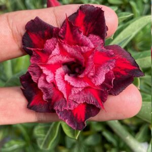 Podadinha - Rosa do Deserto Scarlet