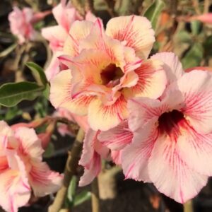 Podadinha - Rosa do Deserto LM 23