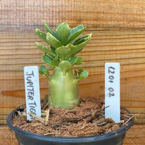 1201 02 Arabicum Jupiter Tigrada F3