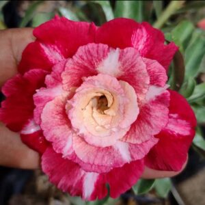 Podadinha - Rosa do Deserto Joana