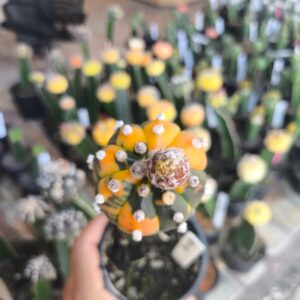 1201 03 Cacto Astrophytum Asterias Variegata