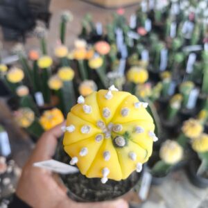 1201 05 Cacto Astrophytum Asterias Variegata