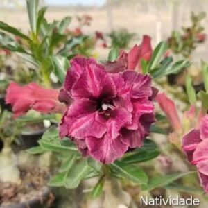 Podadinha - Rosa do Deserto Natividade