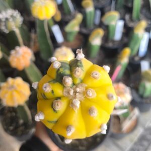 1201 12 Cacto Astrophytum Asterias variegata