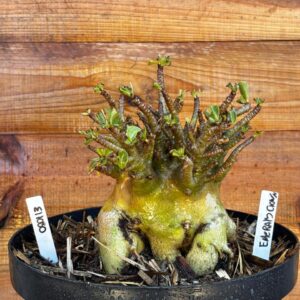 0801 13 Arabicum Emerald Crown - Adulta