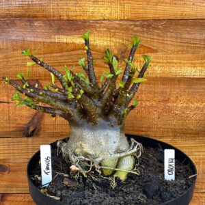 0801 14 Arabicum Thanos  - Adulta