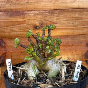 0801 18 Arabicum Godji Dk  - Adulta