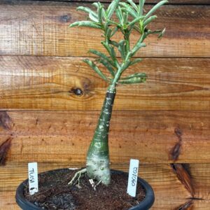 0901 02 Vaso 8 Litros Rosa do Deserto Tulsa