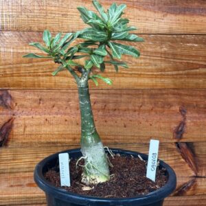 0901 03 Vaso 8 Litros Rosa do Deserto Miracle