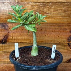 0901 05 Vaso 8 Litros Rosa do Deserto Lys